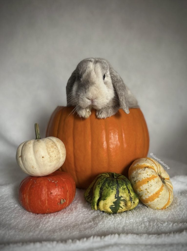 bunny in a pumpkin